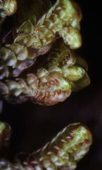 Frullania falciloba