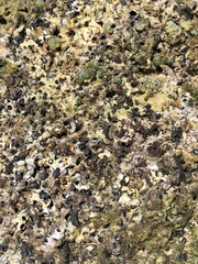 Dendropoma gregarium