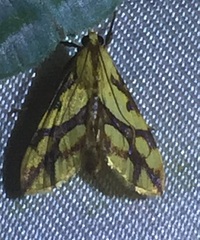 Aiyura linoptera