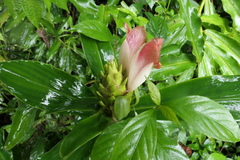 Costus guanaiensis tarmicus