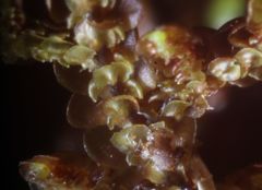 Frullania falciloba