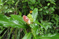 Costus guanaiensis tarmicus