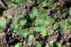 Enigmella thallina