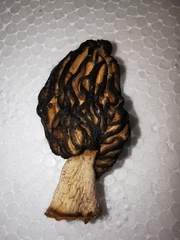 Morchella semilibera