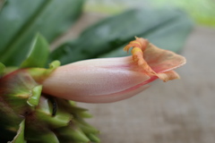 Costus guanaiensis tarmicus