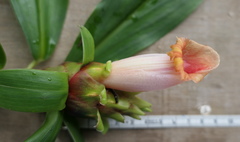 Costus guanaiensis tarmicus