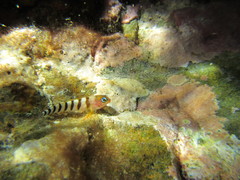 Notoclinops segmentatus