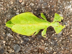 Pulchriphyllium bioculatum