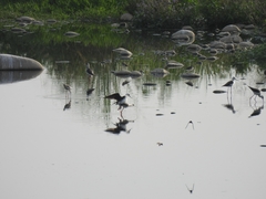 Himantopus himantopus