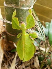 Pulchriphyllium bioculatum