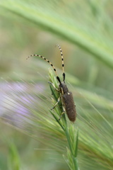 Agapanthia annularis