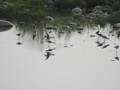 Himantopus himantopus