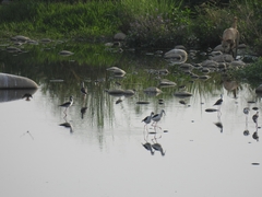 Himantopus himantopus