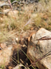 Aristida congesta barbicollis