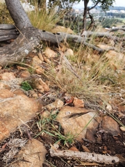 Aristida congesta barbicollis