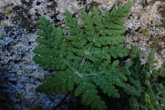 Pentagramma rebmanii