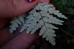 Pentagramma rebmanii