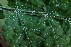 Pentagramma rebmanii