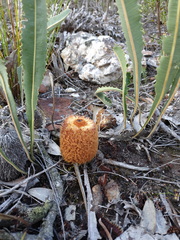 Banksia gardneri