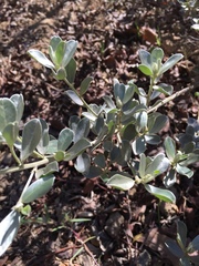 Podalyria sericea