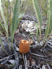 Banksia gardneri