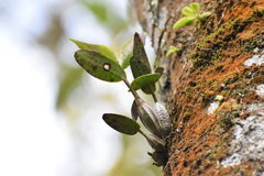 Dendrobium crumenatum
