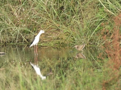 Rostratula benghalensis