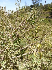 Magnoliopsida