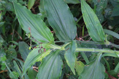 Commelineae