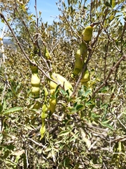 Magnoliopsida