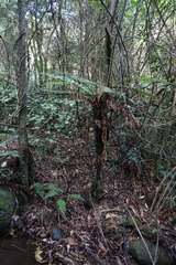 Tmesipteris horomaka