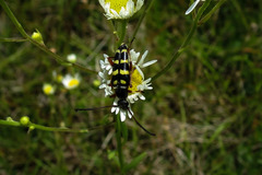 Typocerus sparsus