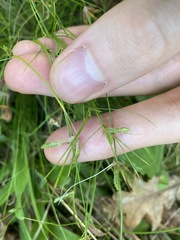 Cyperus gracilis