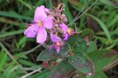 Dissotis princeps