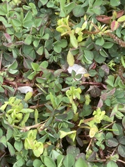 Trifolium dubium