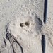 photo of Kentish Plover (Charadrius alexandrinus)