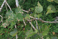 Erythrina lysistemon