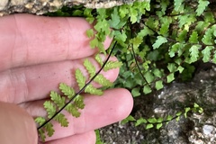 Asplenium vespertinum
