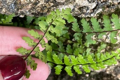 Asplenium vespertinum