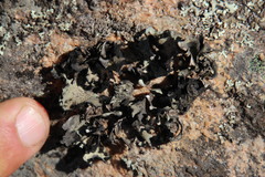 Xanthoparmelia frondosa