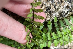 Asplenium vespertinum