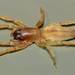 Leafcurling Sac Spiders - Photo (c) Steve Kerr, some rights reserved (CC BY), uploaded by Steve Kerr