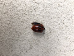 Poecilocoris druraei