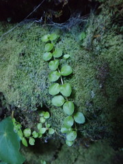 Epilobium pedunculare
