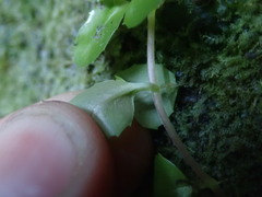 Epilobium pedunculare