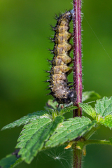 Aglais urticae