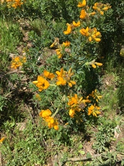 Adenocarpus hispanicus