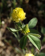 Trifolium campestre