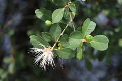 Sonneratia caseolaris