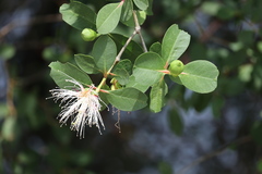 Sonneratia caseolaris